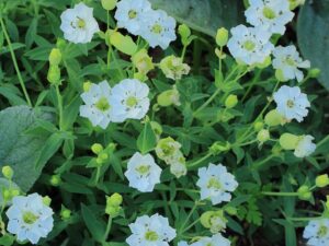 Silene uniflora