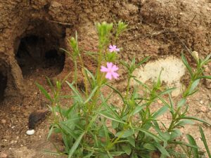 Silene muscipula