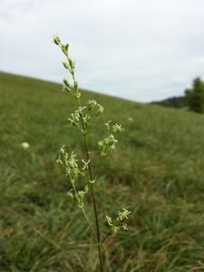 Silene otites subsp. otites