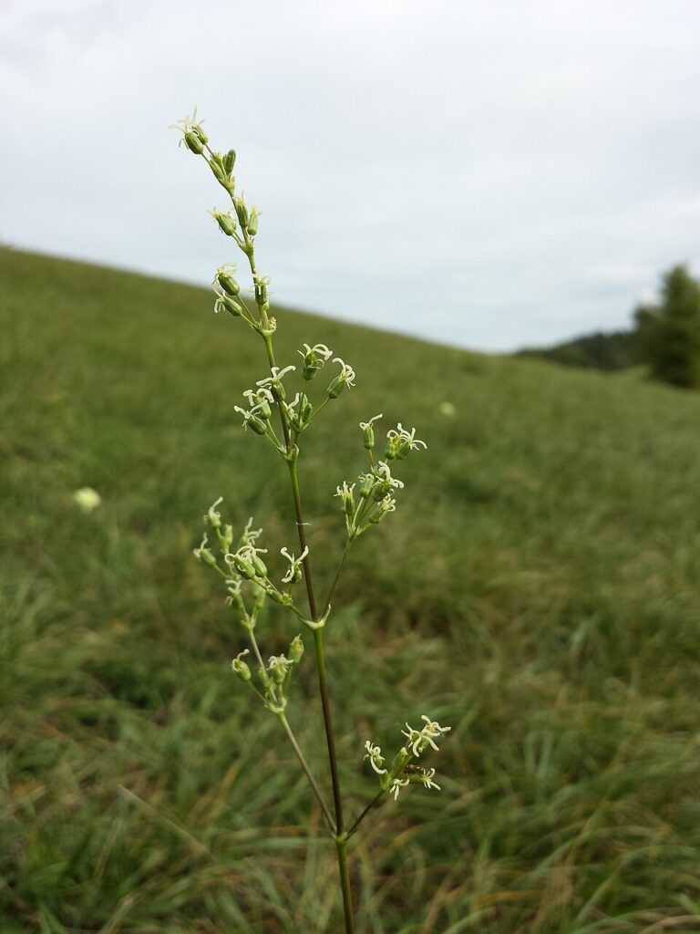 Silene otites subsp. otites