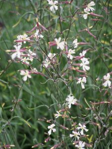 Silene parnassica