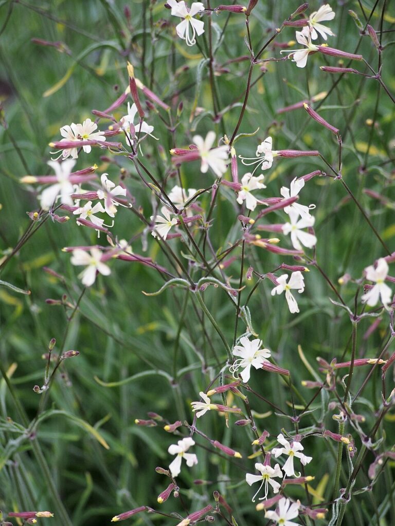 Silene parnassica
