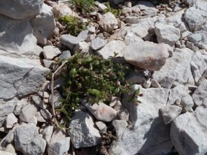 Silene sedoides