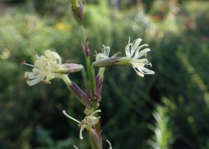 Silene tatarica