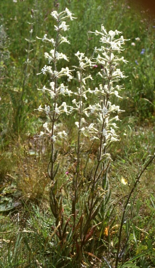 Silene viscosa