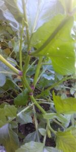 Sinapis arvensis