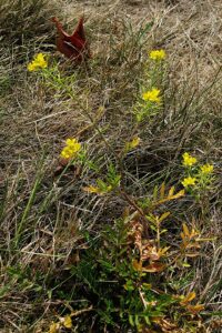 Sisymbrium altissimum