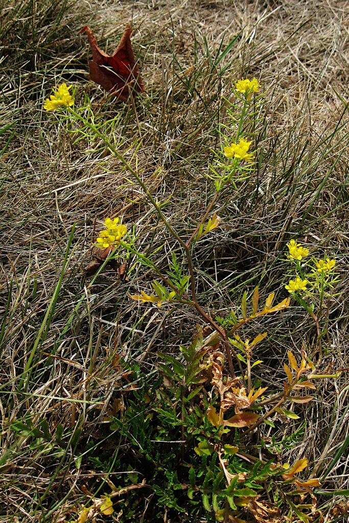 Sisymbrium altissimum