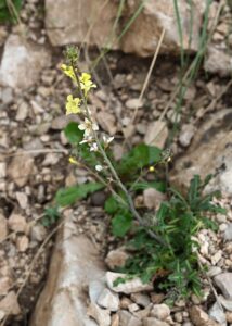 Sisymbrium hispanicum
