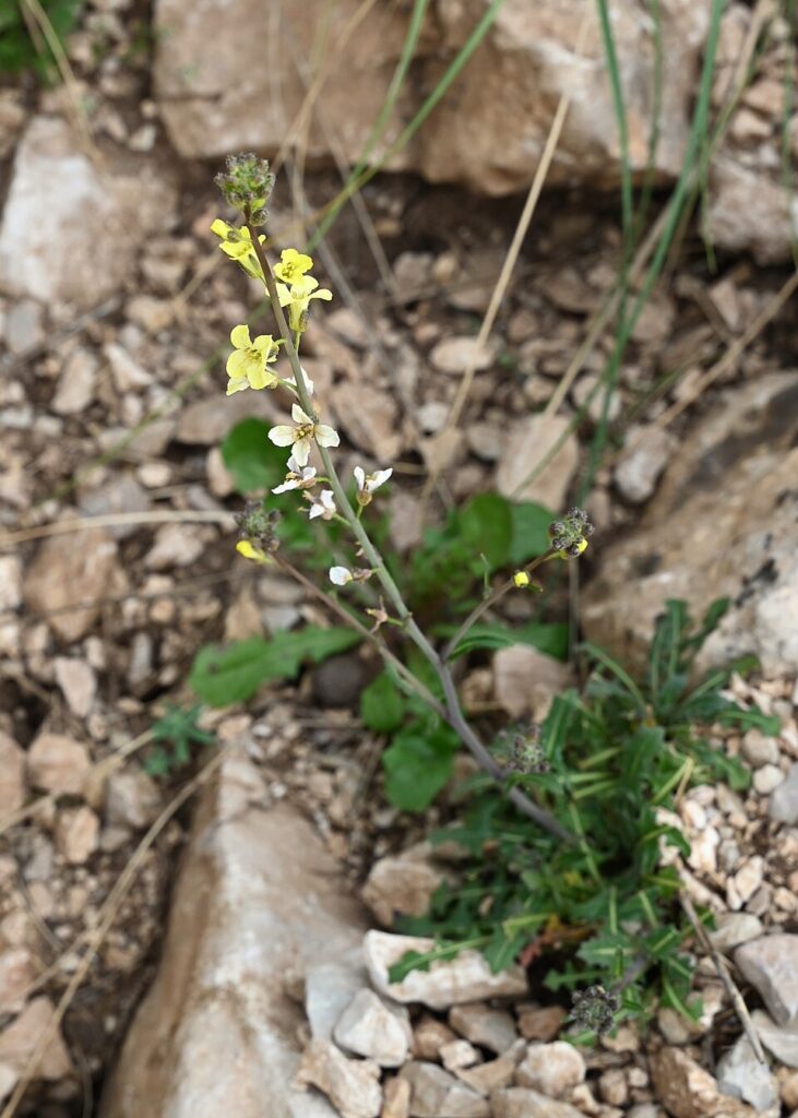 Sisymbrium hispanicum