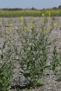 Sisymbrium loeselii