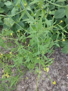 Sisymbrium officinale