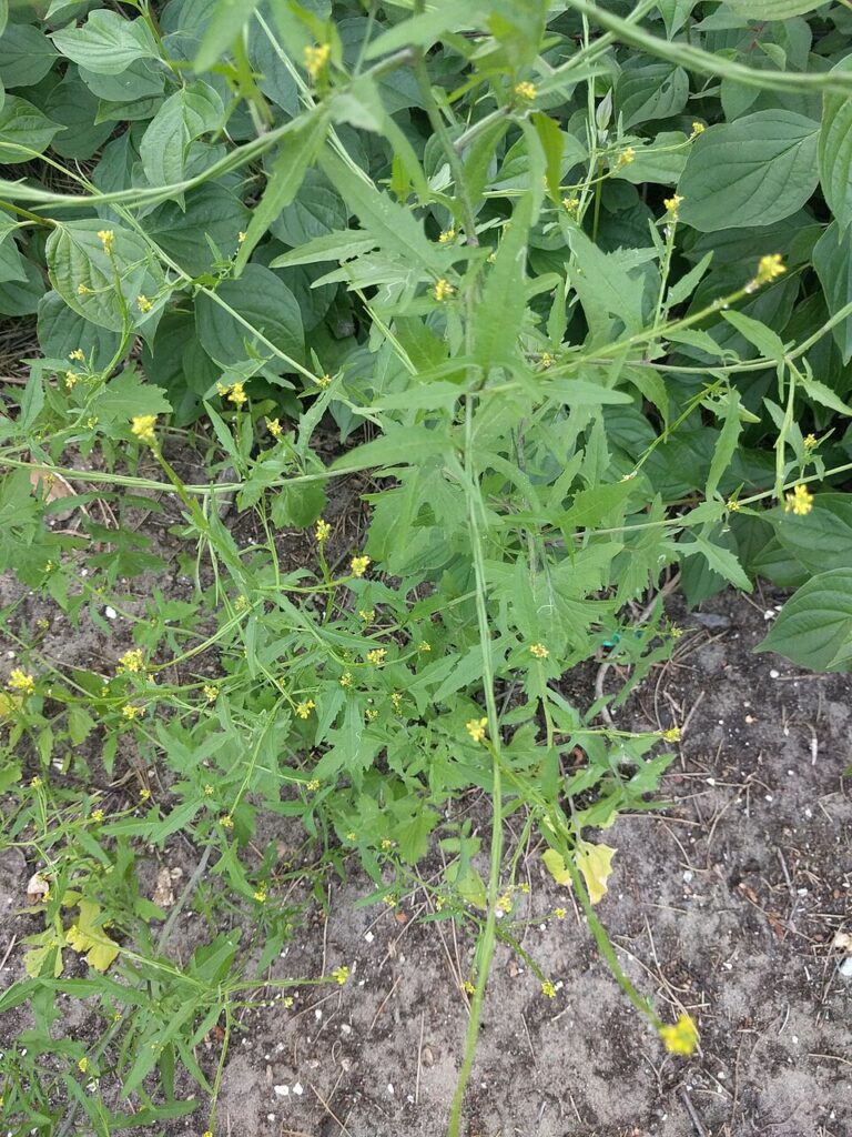 Sisymbrium officinale
