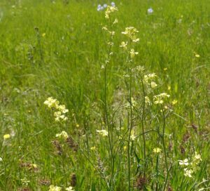 Sisymbrium polymorphum