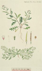 Sisymbrium supinum