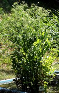 Sium latifolium