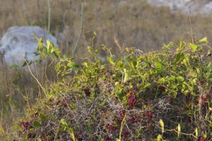 Smilax aspera