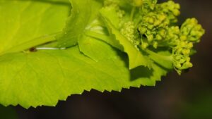 Smyrnium perfoliatum subsp. perfoliatum