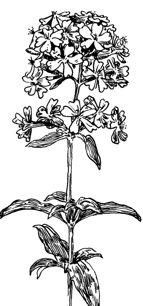 Saponaria jagelii