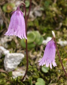 Soldanella pusilla