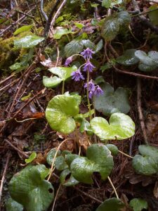 Soldanella villosa