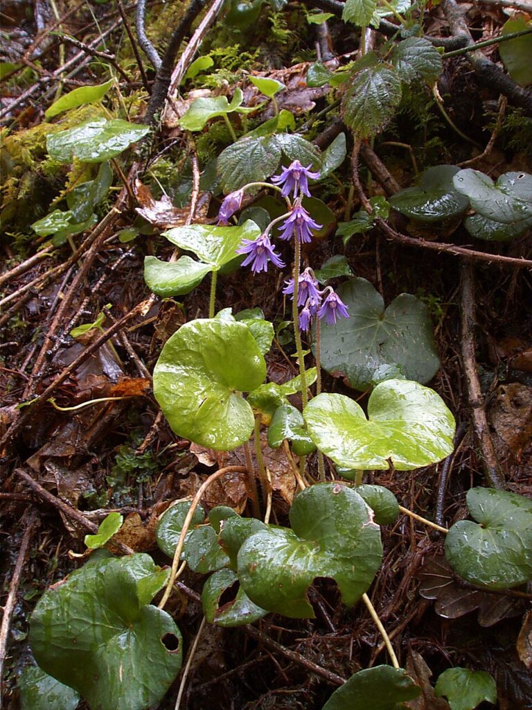 Soldanella villosa