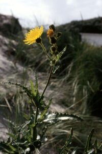Sonchus arvensis