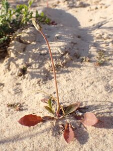 Sonchus bulbosus