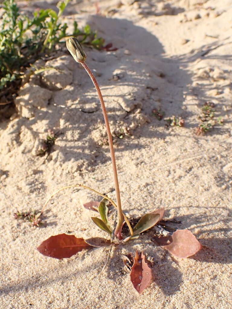 Sonchus bulbosus