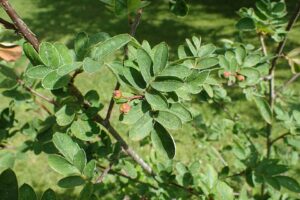 × Sorbocotoneaster pozdnjakovii