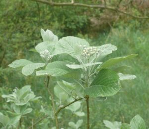 Sorbus pannonica