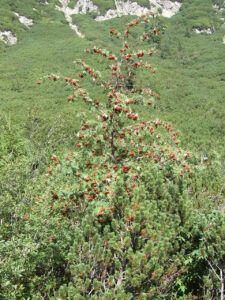 Sorbus aucuparia subsp. aucuparia