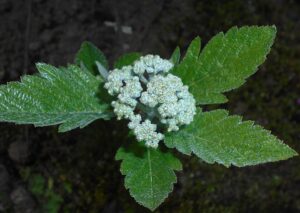 Sorbus minima