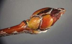 Sorbus sudetica