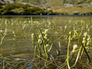 Sparganium angustifolium
