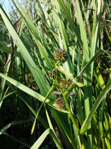 Sparganium erectum subsp. erectum