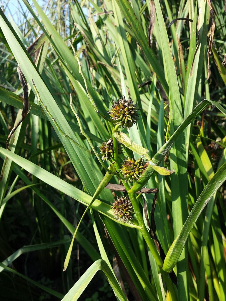 Sparganium erectum subsp. erectum