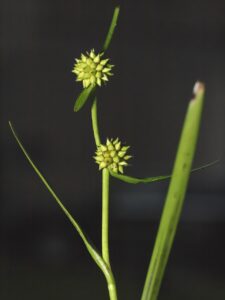 Sparganium natans