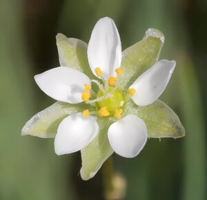 Spergula morisonii