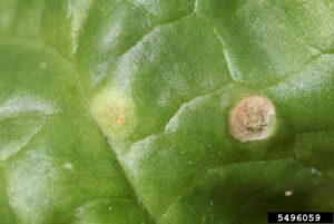 Spinacia oleracea
