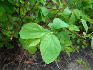 Spiraea betulifolia var. betulifolia