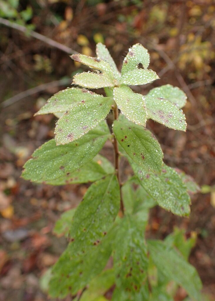 Spiraea media subsp. media