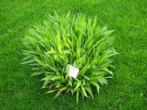 Spodiopogon sibiricus