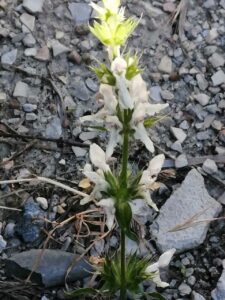 Stachys atherocalyx