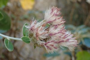 Staehelina petiolata