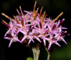 Staehelina uniflosculosa