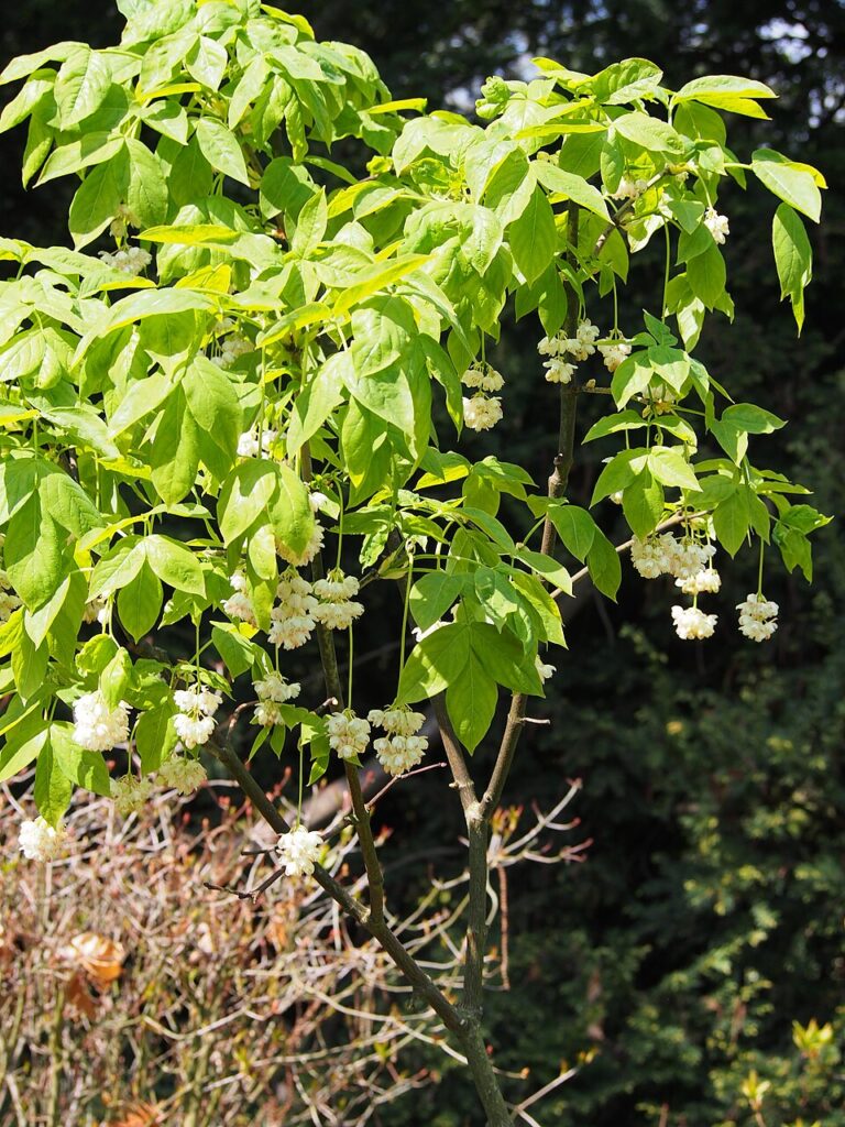Staphylea pinnata