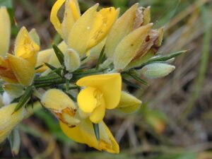 Ulex europaeus