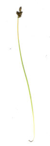 Carex macloviana