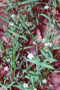 Stellaria alsine